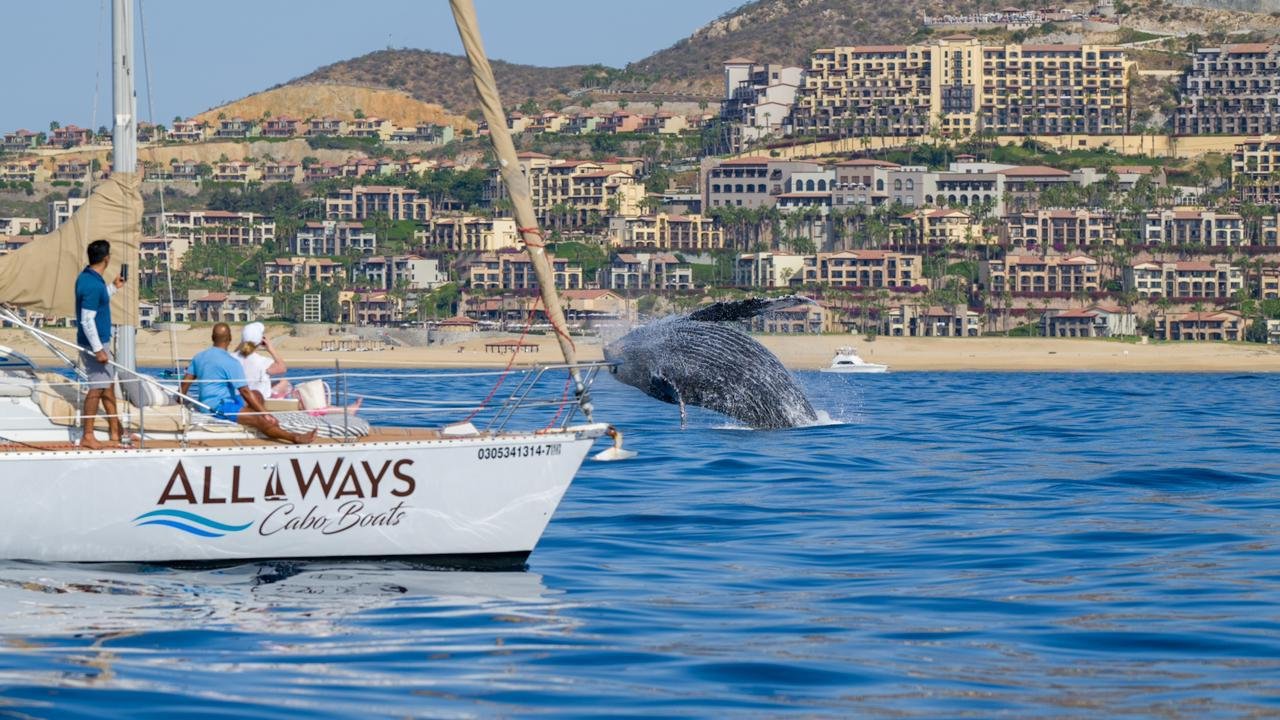 "Phoenix" Sailboat
